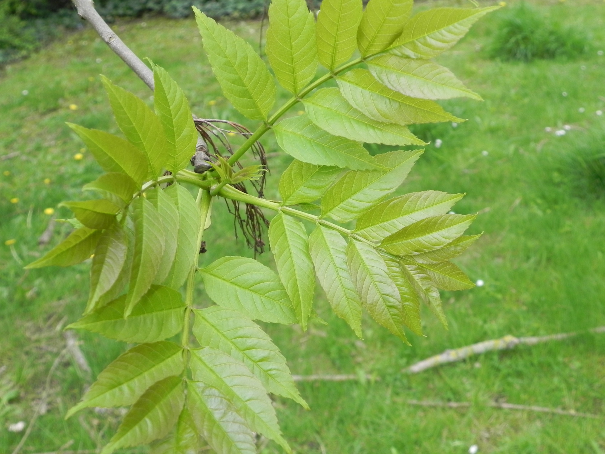 Fr ne Commun Arbres Remarquables 